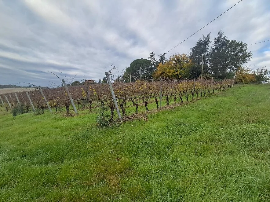 Terreni agricoli collinari in via Sabbioni, Imola