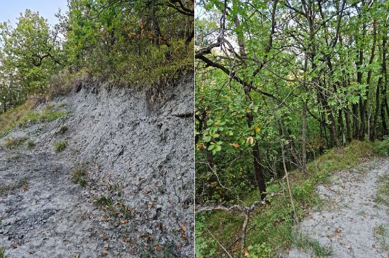 Terreni agricoli in Località Staghiglione, Borgo Priolo