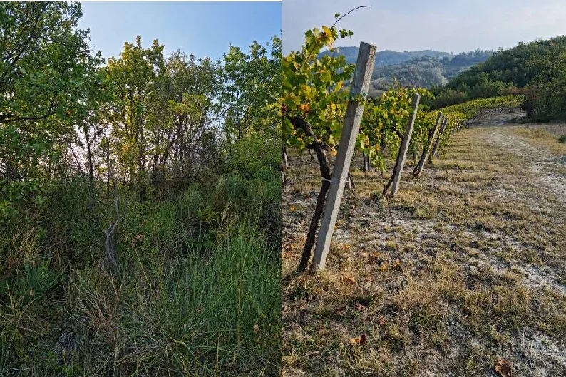 Terreni agricoli in Località Staghiglione, Borgo Priolo