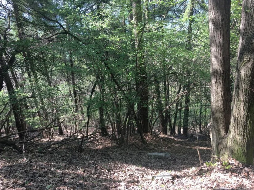 Terreno boschivo non edificabile a Tavernerio, 13.600 mq