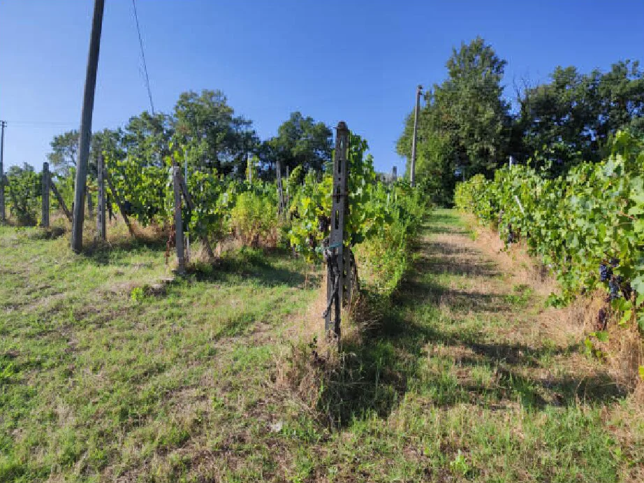 Terreni agricoli a Gambassi Terme - 004