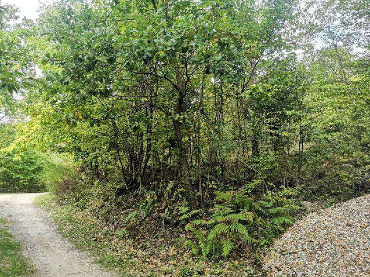 Terreni agricoli e boschivi in località Il Saltino