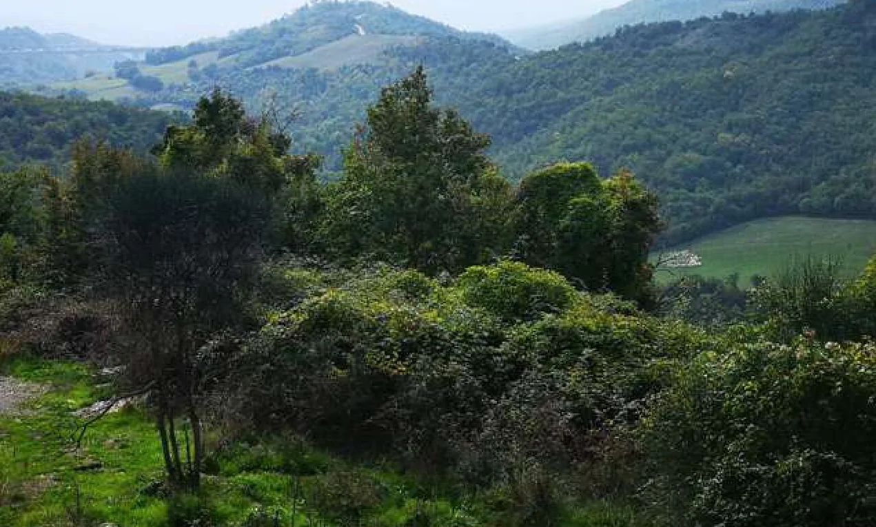 Terreni agricoli e boschivi in località Le Caselle, Vezzana, Mangona