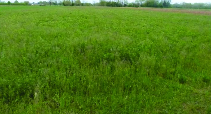 Terreni agricoli in Paese e Istrana
