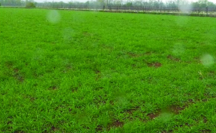 Terreni agricoli in Comune di Paese, Via Gasparini