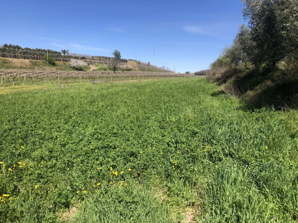 Terreno agricolo seminativo irriguo di 7.308 mq a Palazzolo di Sona